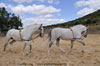 Bilder